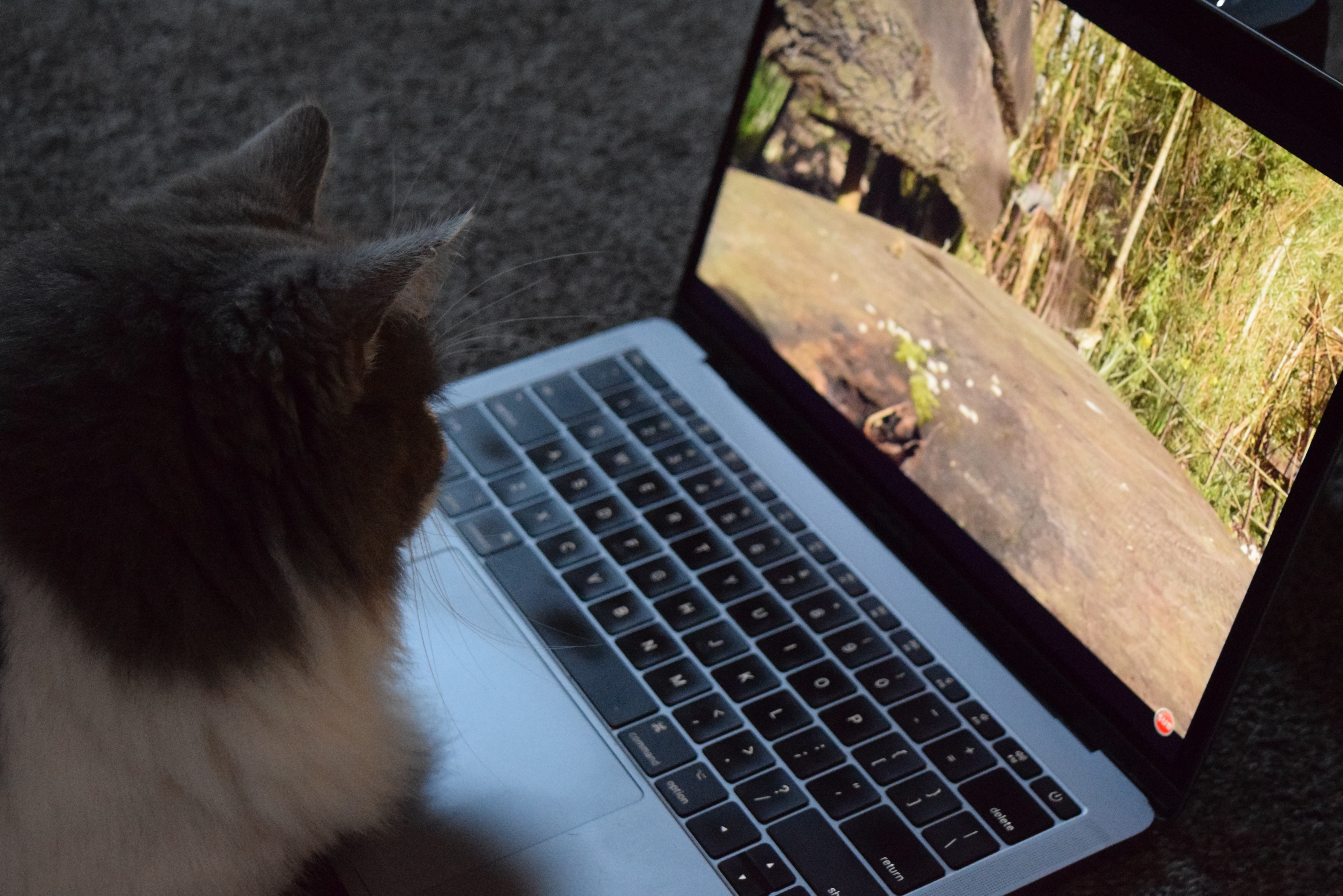 an image of a gray and white, long-haired cat staring a laptop screen with a bird on it